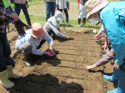 ネギの種をまきました