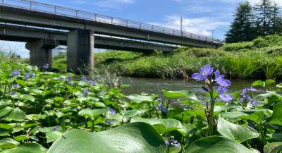 仙石　梅田川の夏