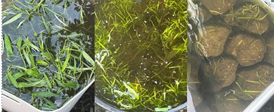 陽だまりの池
