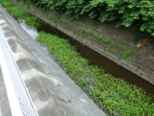 排水路の自生地