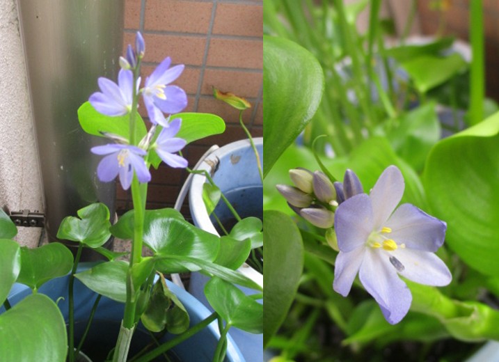 8月29日開花状況