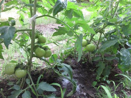tomato2