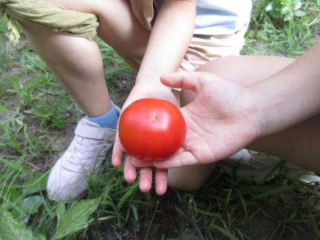 tomato1