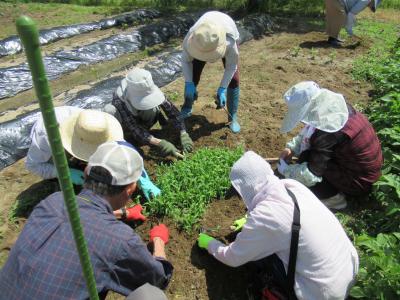 ネギの周りは特に慎重に除草しました