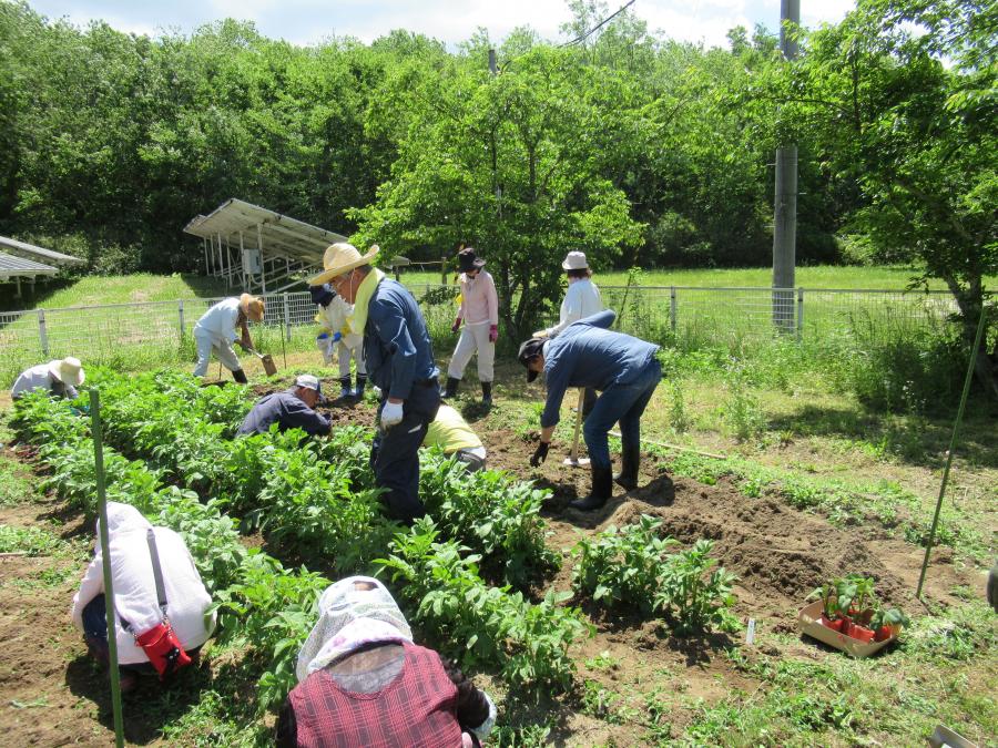 畑の除草作業を行っています