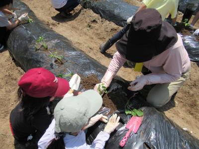サツマイモの植え方を実演しています