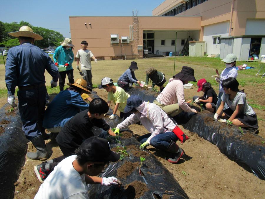晴天の下サツマイモを植えました