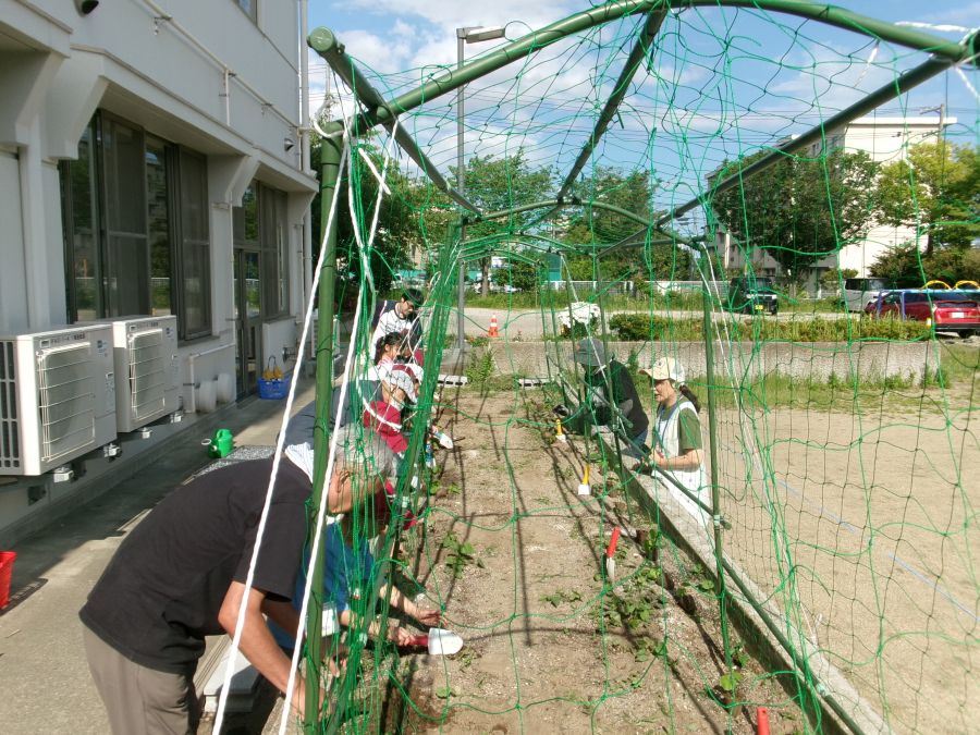 グリーントンネルの苗植え