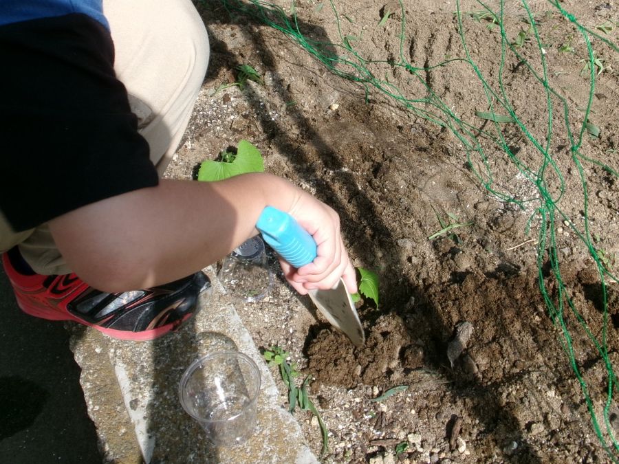 グリーントンネルの苗植えと種まき