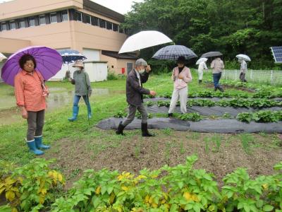 雨の中畑の様子を確認しました