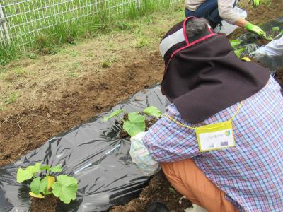 育てたカボチャを植え替えています
