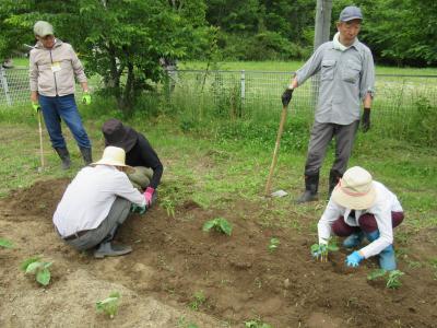 里芋を移植しています