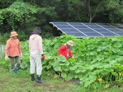 大きくなったカボチャの様子を確認しています