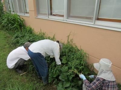 児童館の畑に植えたサツマイモの除草をしました