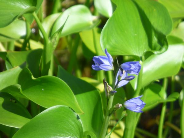 ミズアオイの花