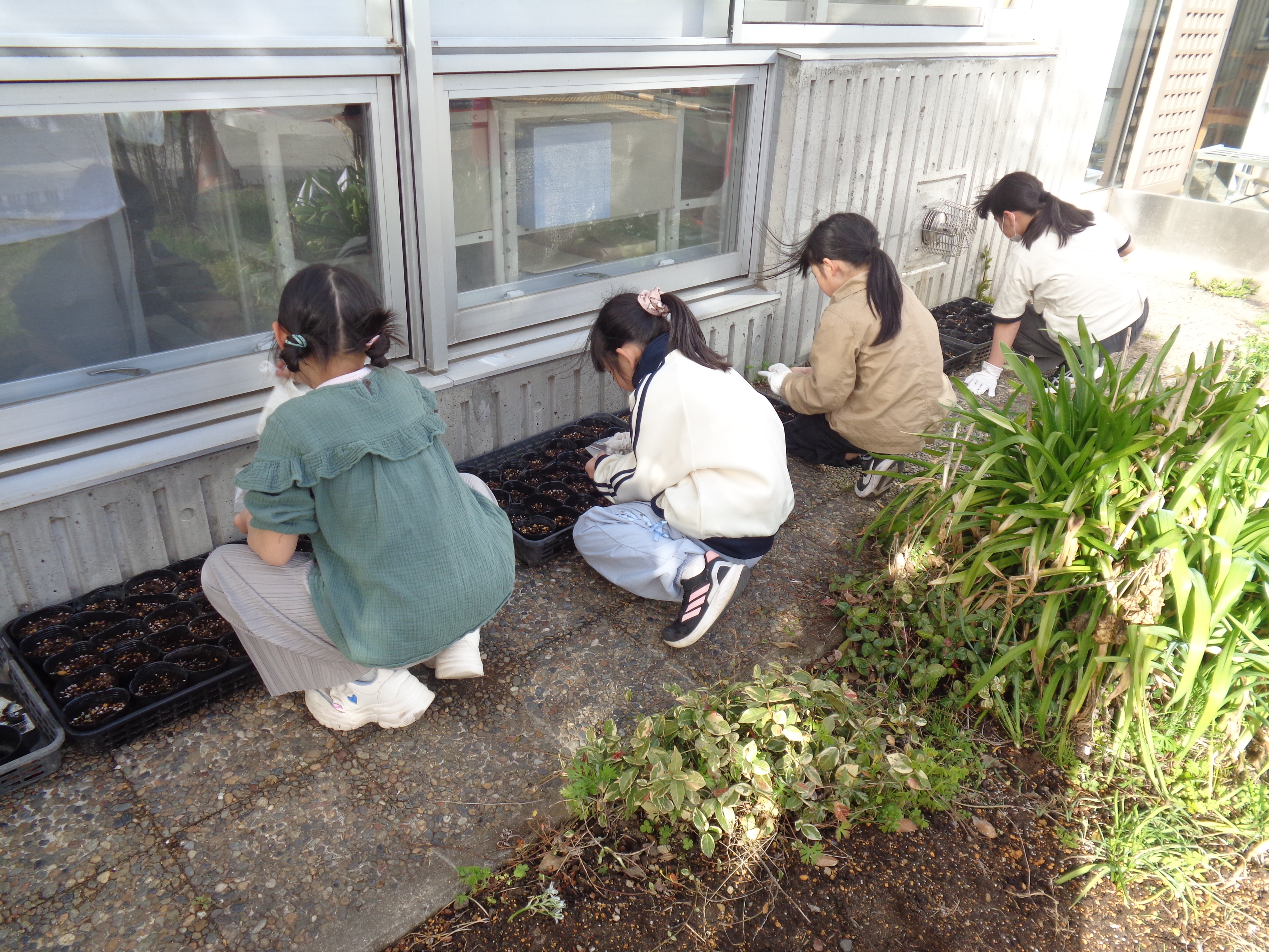 種植え