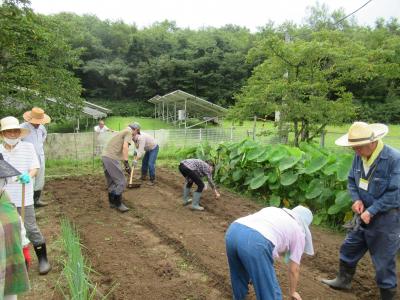 白菜定植場所を耕しています