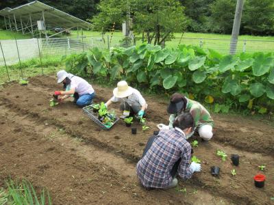 白菜の苗を並べて定植しています