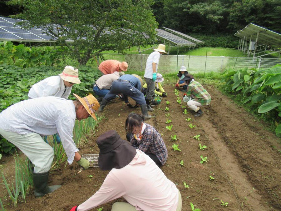 白菜を品種ごとに定植しました