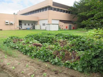 サツマイモがイノシシにより掘り返されました