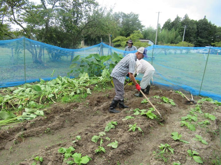 畑の復旧作業を行っています