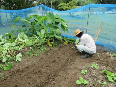 大根の種を蒔きなおしています