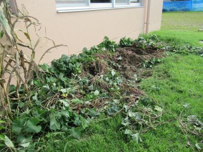 建物側に植えたサツマイモが掘り返されました