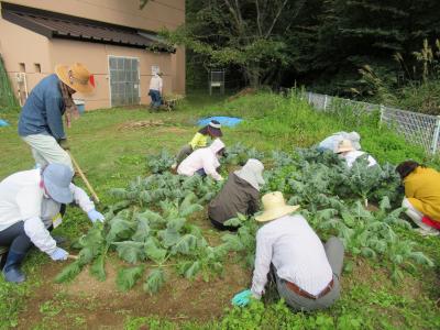 ブロッコリー周りの除草をしています