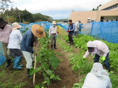 里芋の土寄せと大根の間引きを行っています