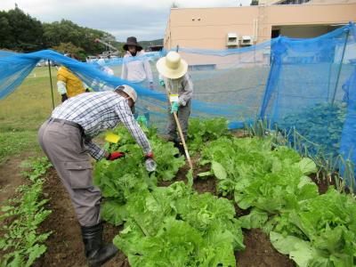 白菜に殺虫剤を吹きかけています