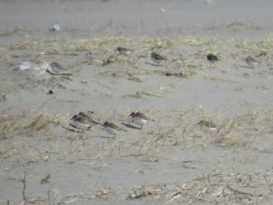 03　シロチドリ（絶滅危惧種）砂浜休息20170219