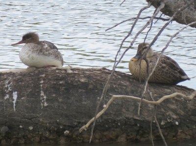 01　ウミアイサ♀とカルガモ
