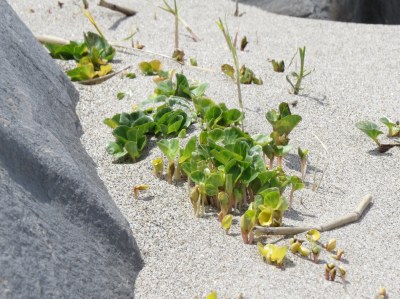 ハマヒルガオの芽生え