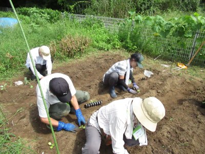 持ち寄った白菜やケールの苗を植えています
