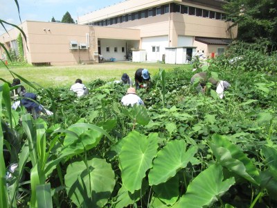 暑い中除草作業を頑張ります