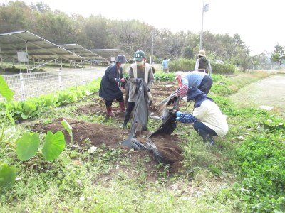 黒マルチをはがして土を霜に当てます