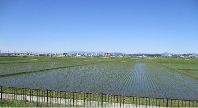 田子西町内会を囲む、新緑の水面と遠くにそびえる仙台市街地のビル群