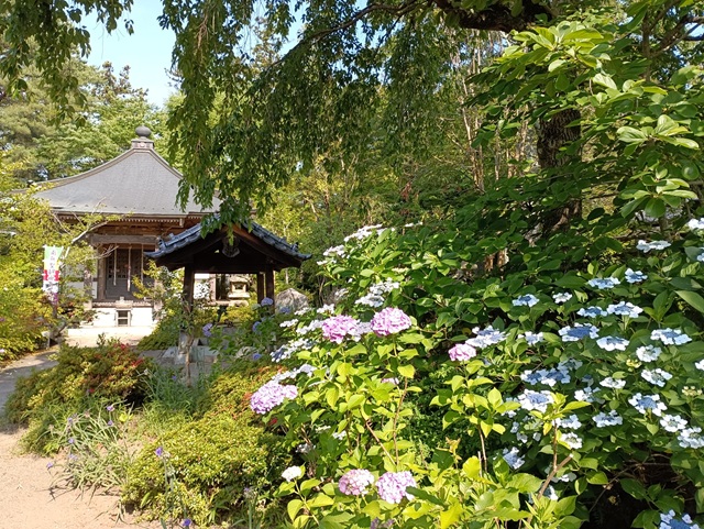 資福寺の紫陽花と観音堂