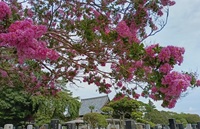 荘厳寺の百日紅
