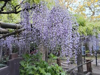 子平町の藤2026