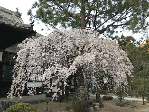 光明寺