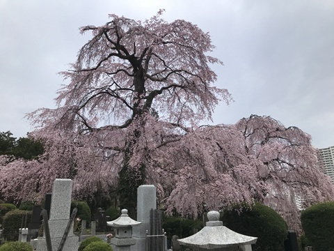 東昌寺の桜