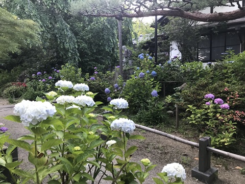 資福寺の紫陽花