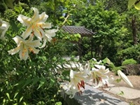 覚範寺とヤマユリ