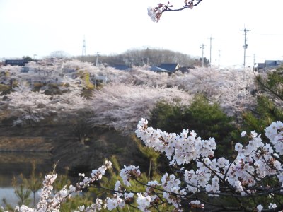 大倉緑地の桜、見事に咲きました。