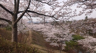 大倉緑地の桜が満開です