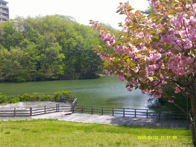 桂島緑地の春