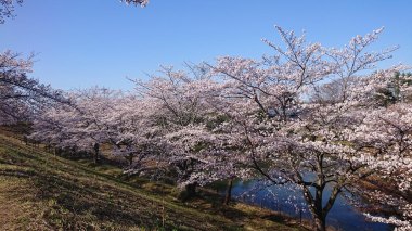 大倉緑地の桜が見頃を迎えています
