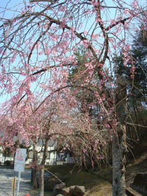 桜が咲きました🌸