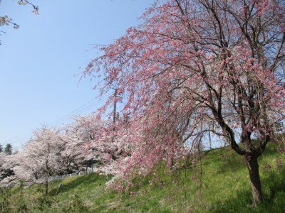 桜並木です。